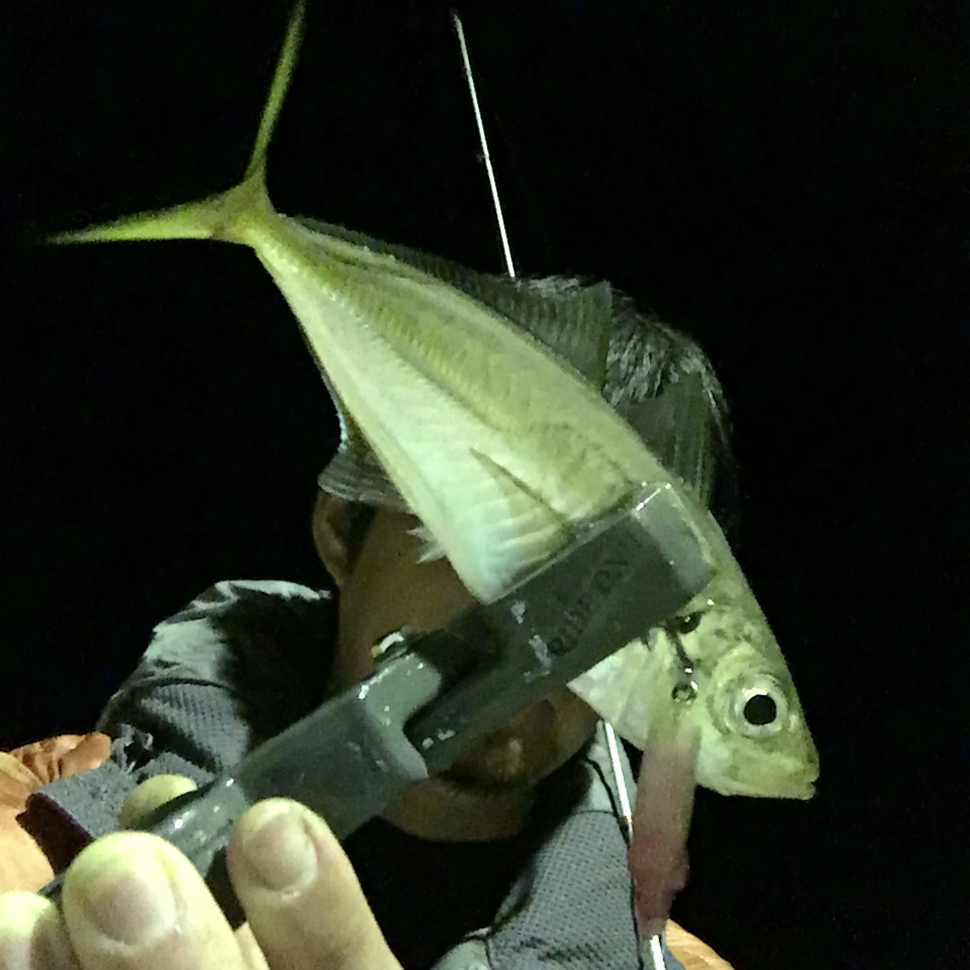 MUSTANG55Sにてアジング