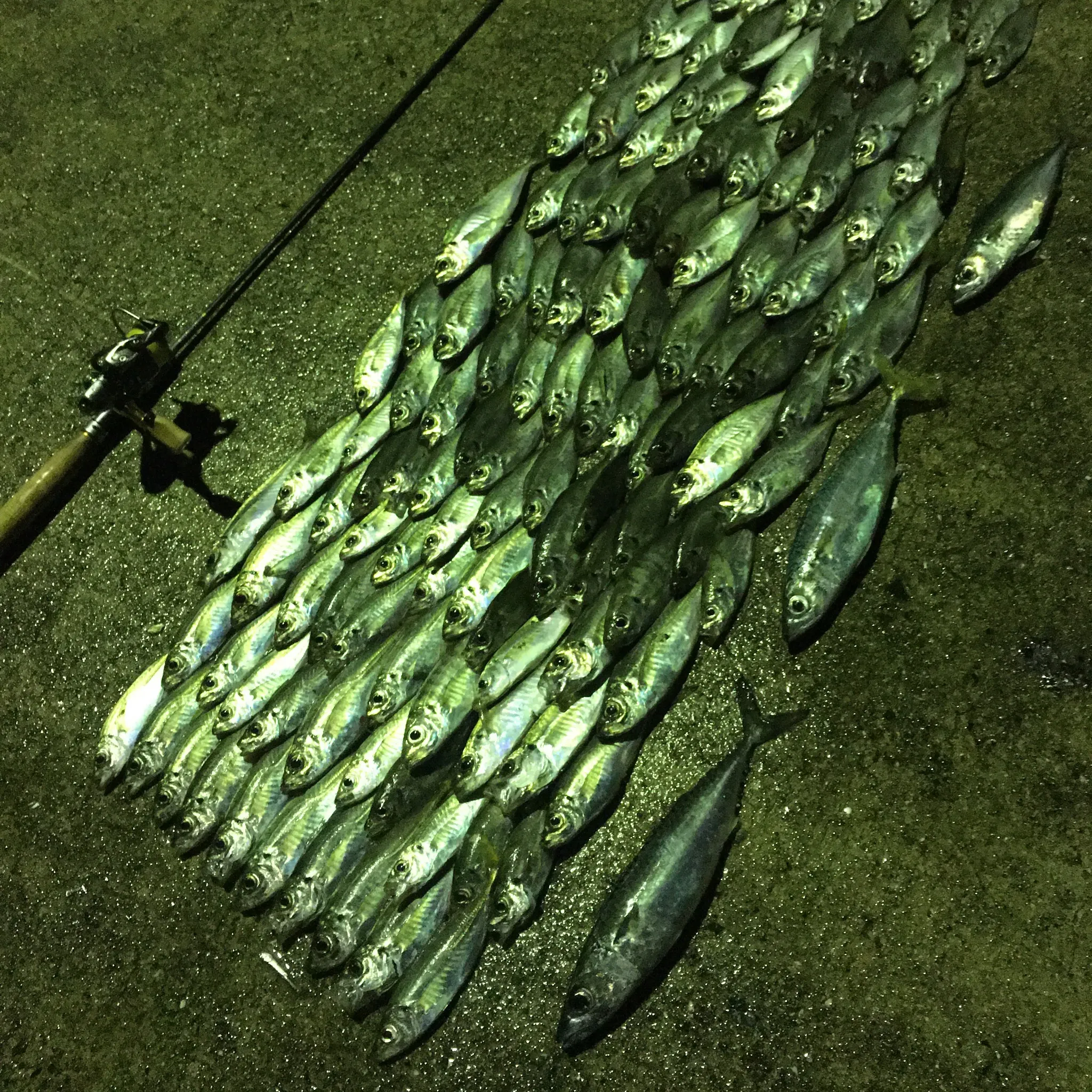 数時間のアジングで釣れたアジ