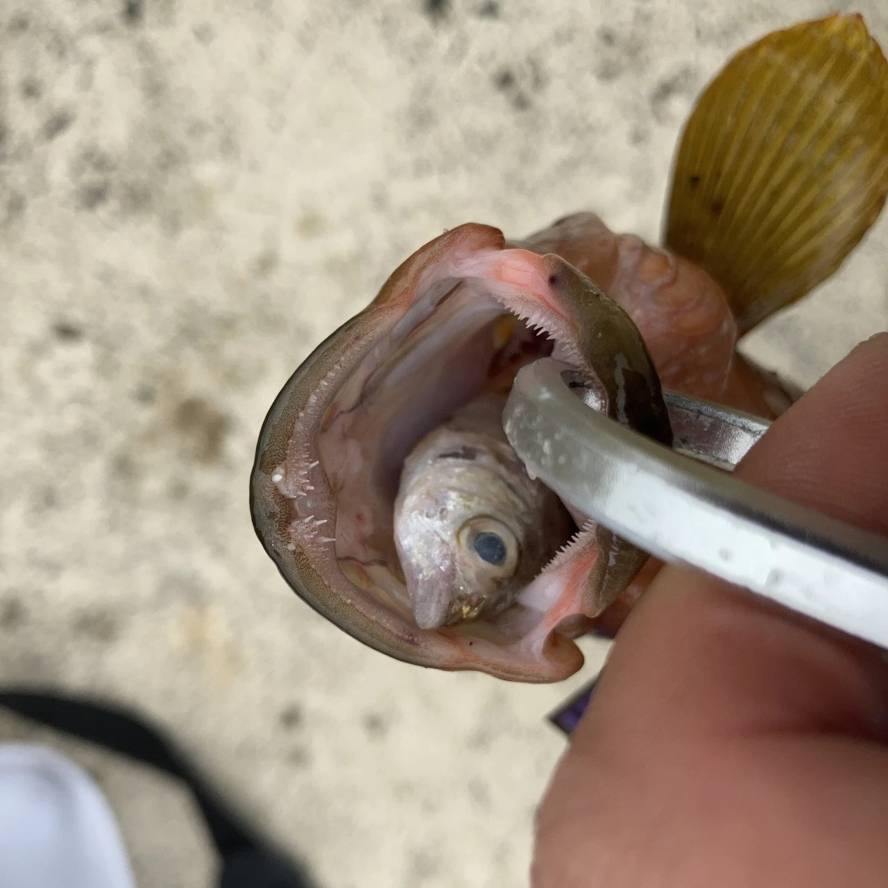 キジハタが食べていた魚