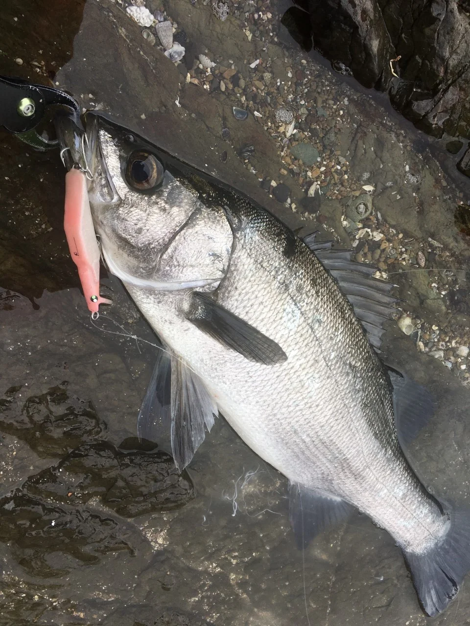 ３dプリンタルアーで釣れたヒラスズキ