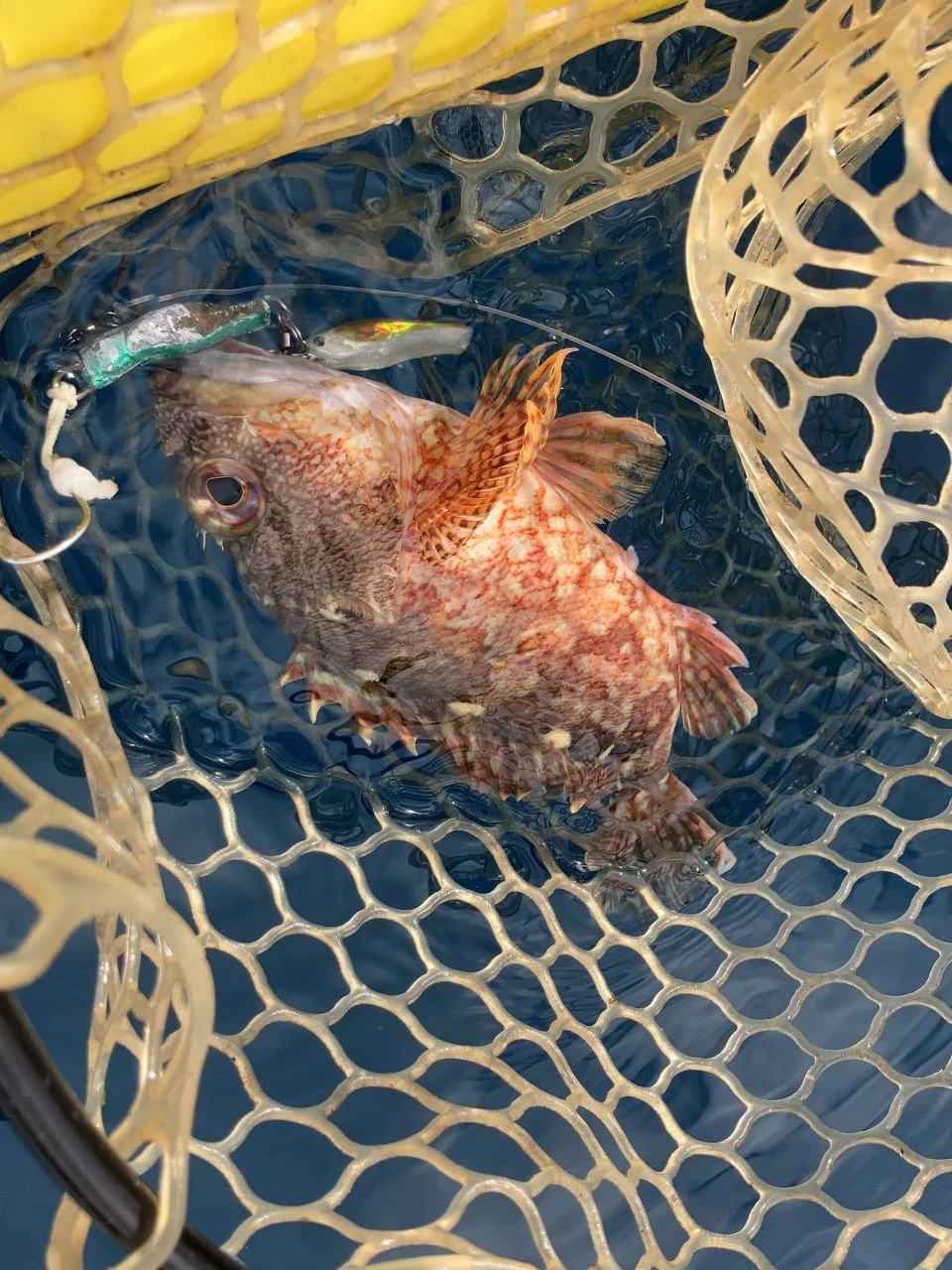 カヤックフィッシングでカサゴを釣る