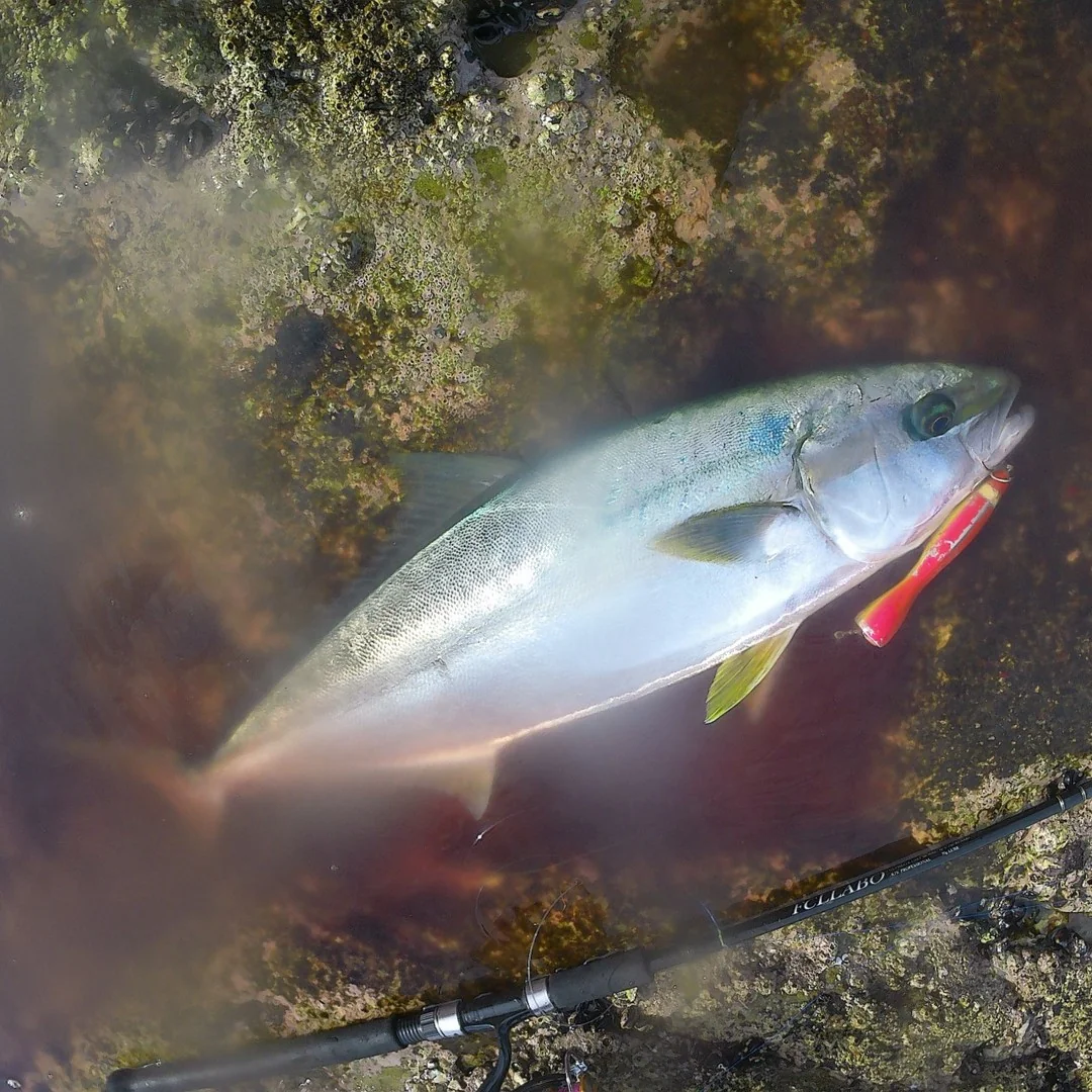 磯でヒラマサとルアーが映っている