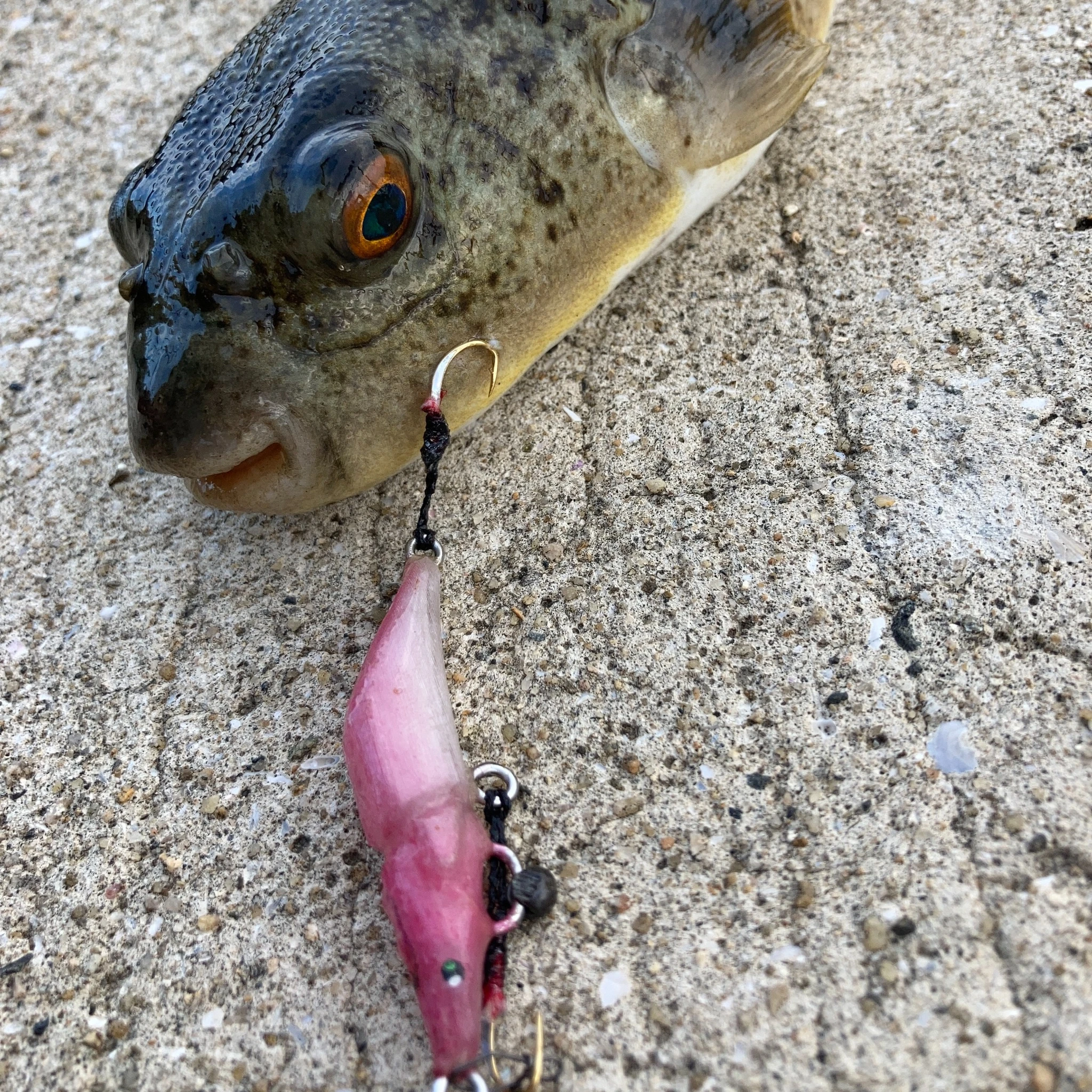 フックチューンしたプラグでフグ