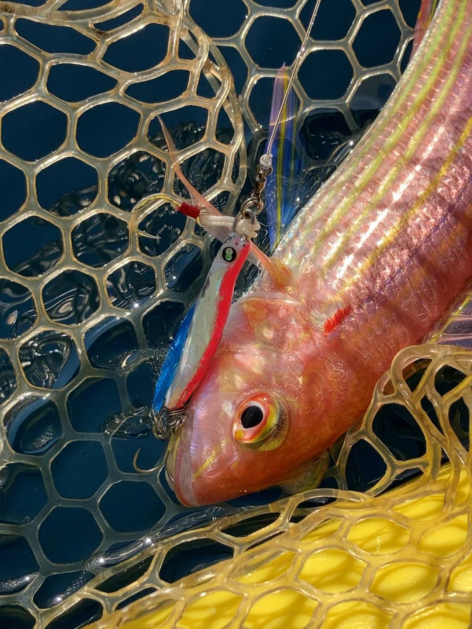 LBBLADE50プロトタイプでヒットした魚