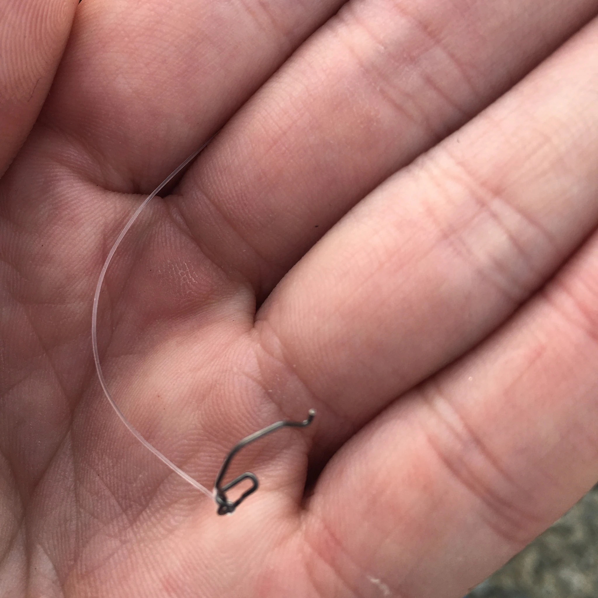 青物にスナップを伸ばされた写真