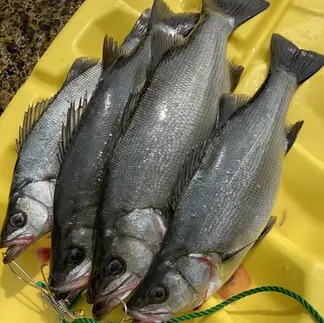 カヤックヒラスズキでの釣果報告