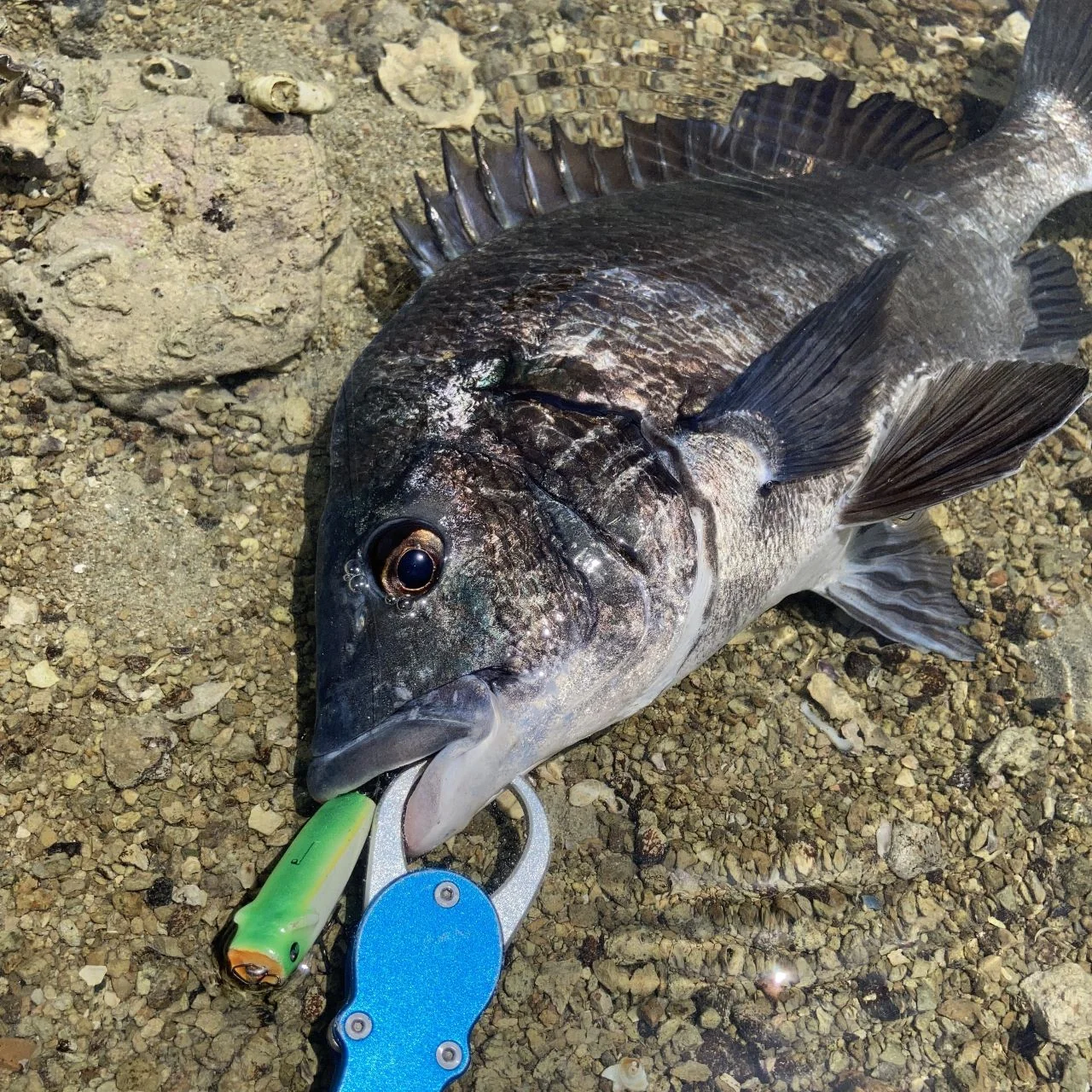 HAPPYRIDE55Fと夏のクロダイ