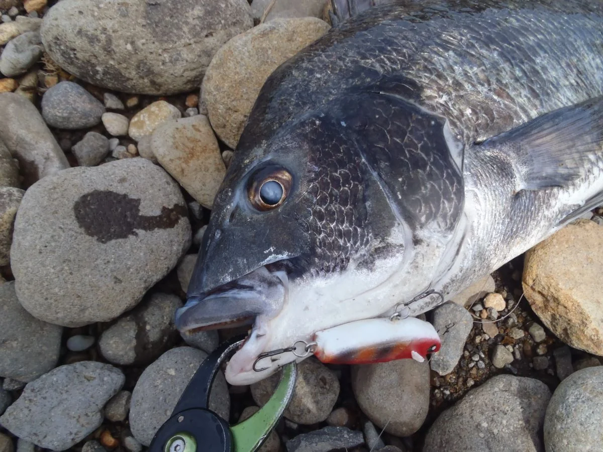 長崎でhappyride55fとチヌ