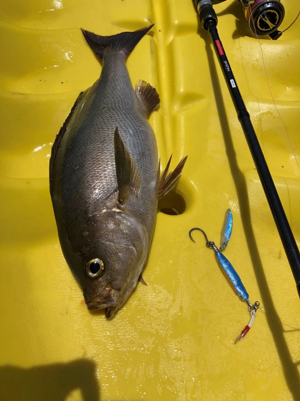 船にてLBBLADE50で釣れたイサキ