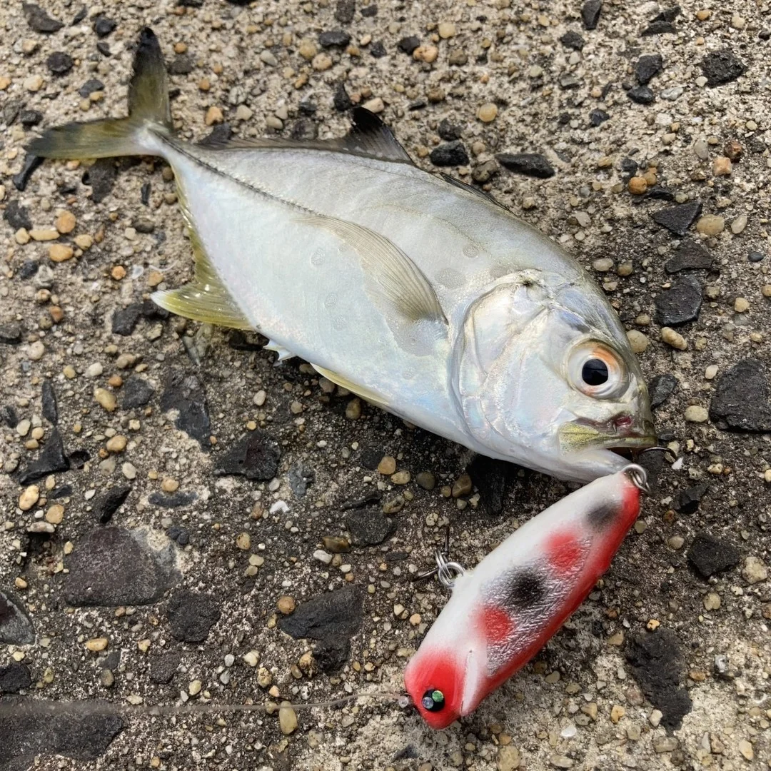 ギンガメアジとハッピーライド55f