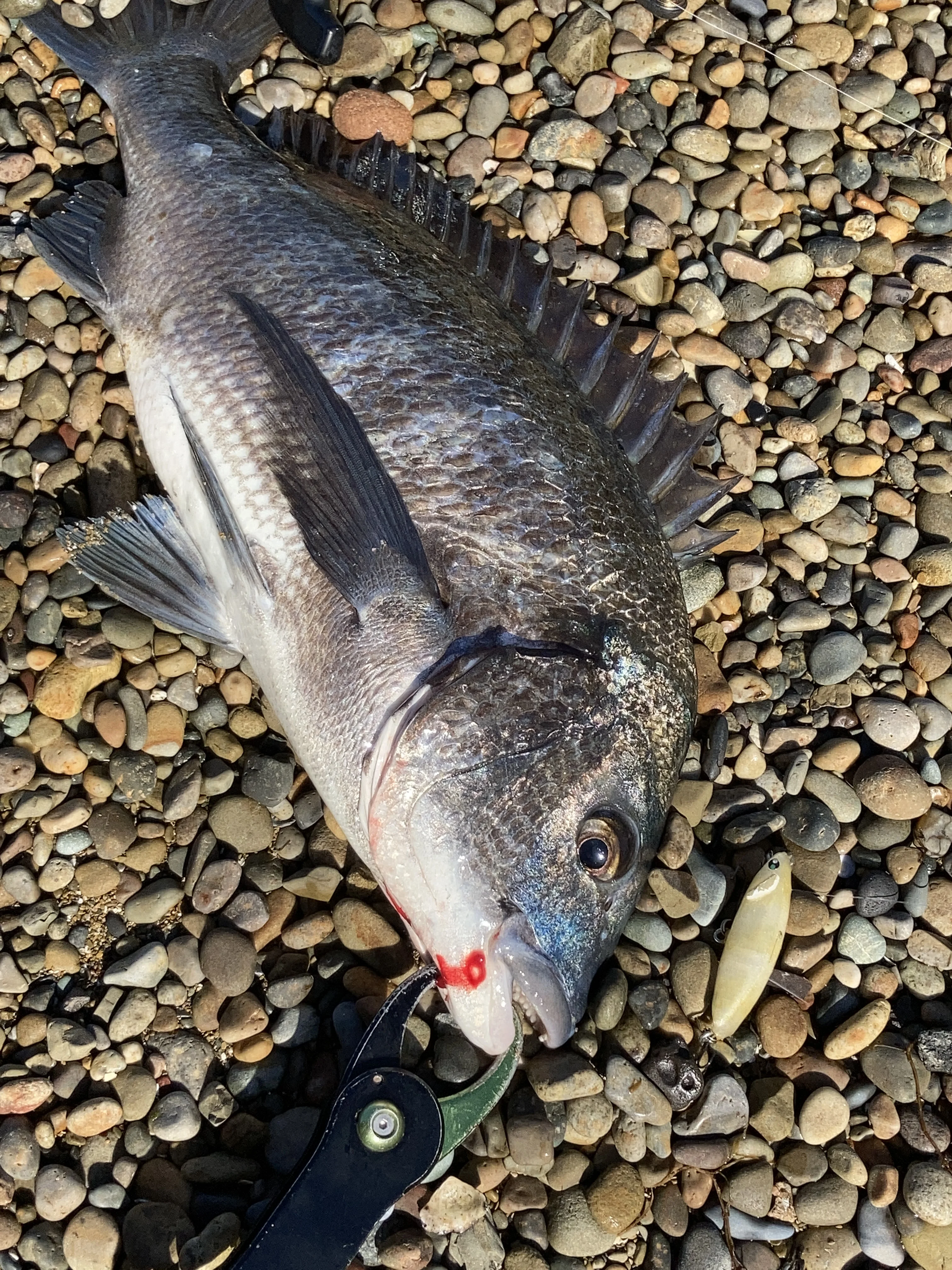 SLIDEWIPER55Sでヒットしたクロダイ