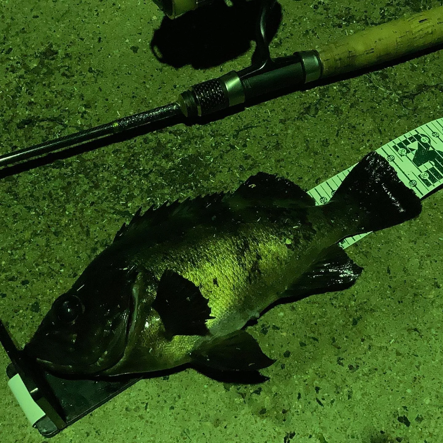 ナイトフィッシングでメバルを釣る