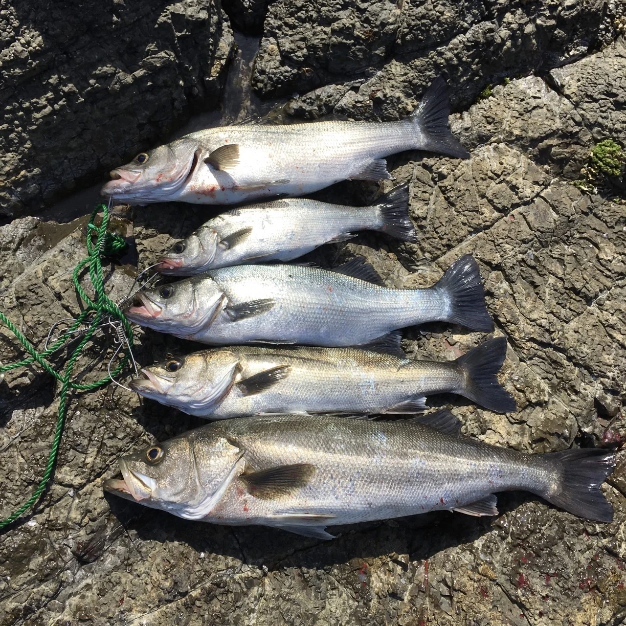 4月に釣れたシーバスの釣果写真