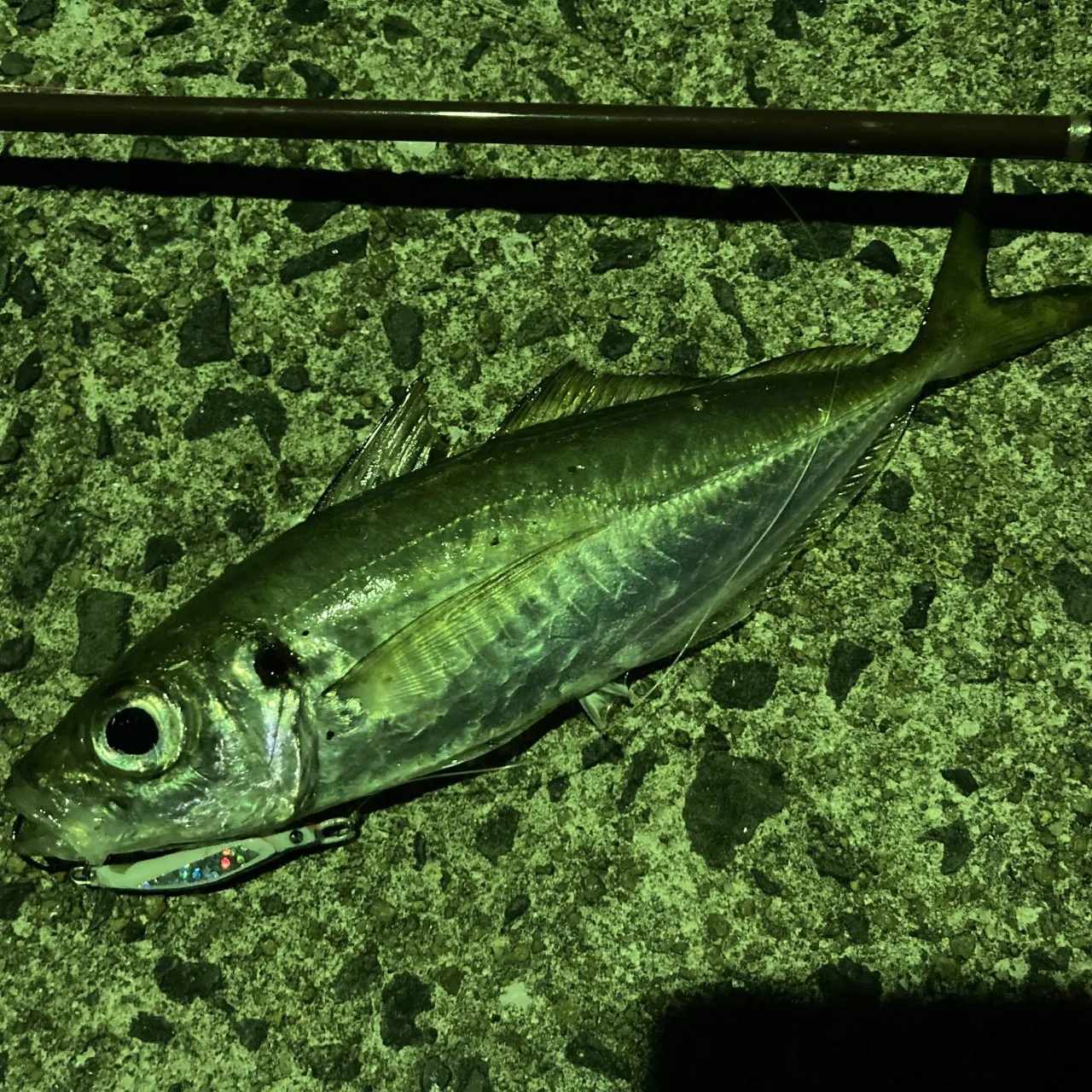 ライトゲームでアジ