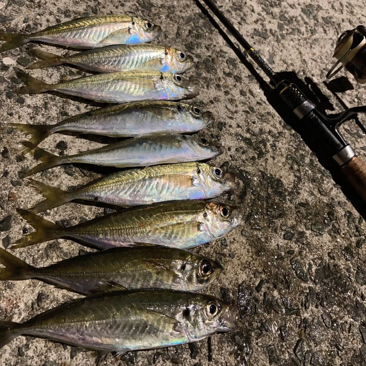 ５月２１日のアジングでの釣果