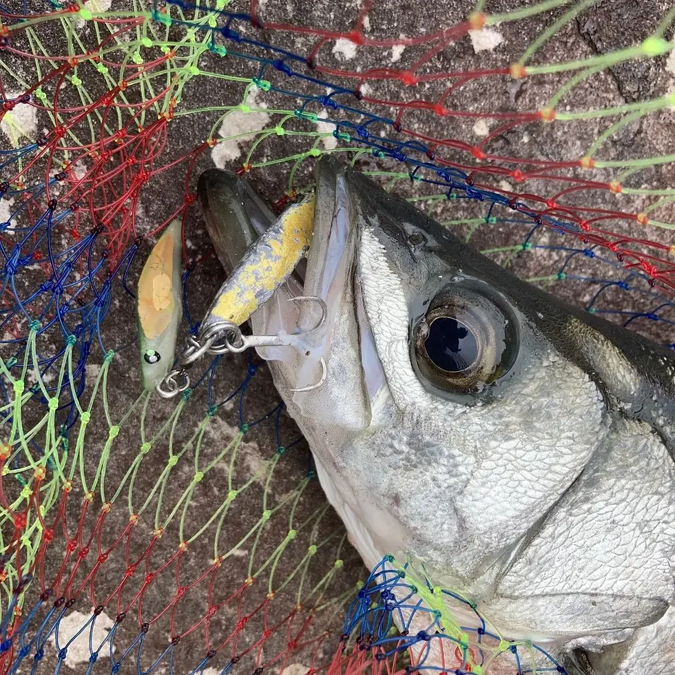 5月の実釣まとめの記事のメイン