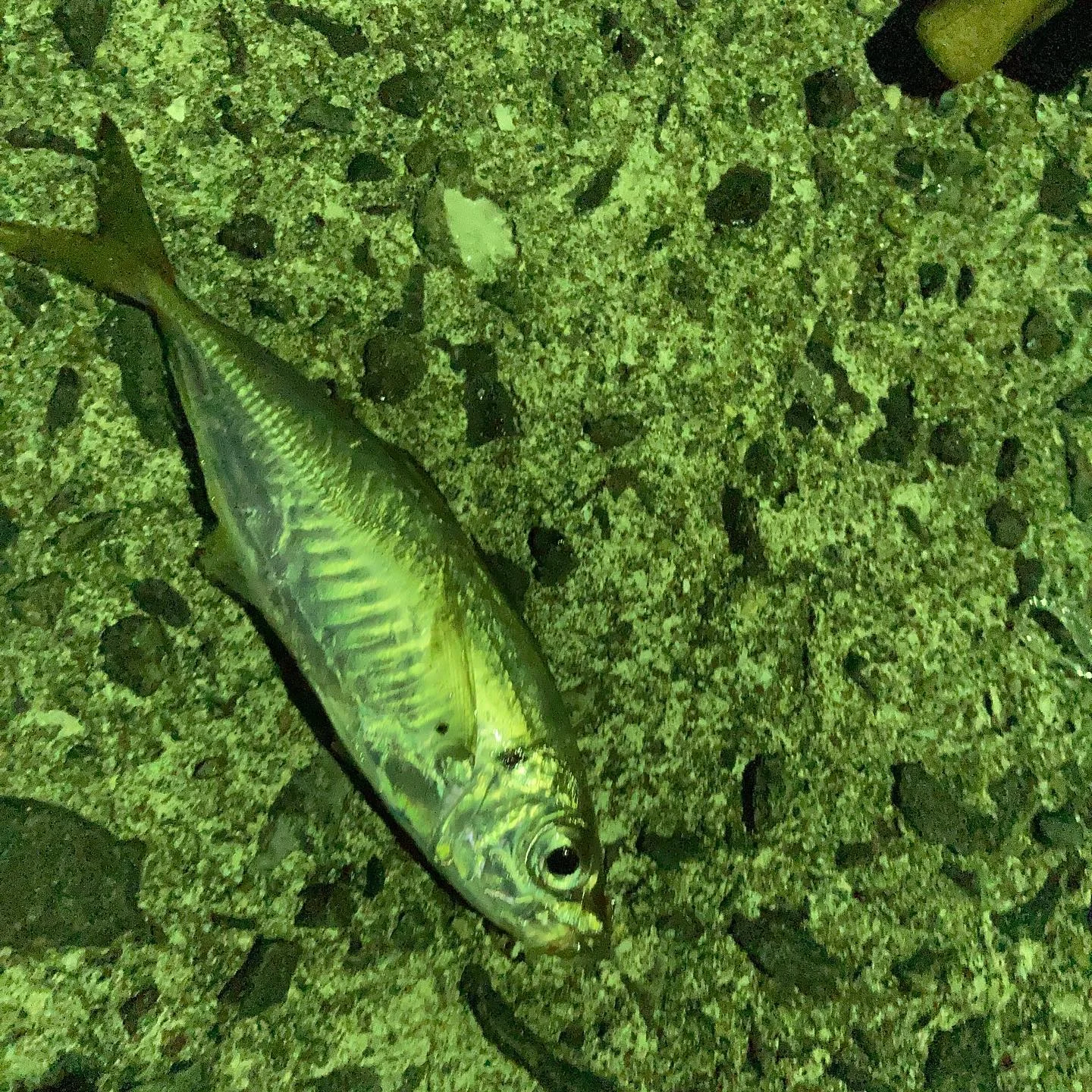 ５月の夜、アジングで鯵を釣る