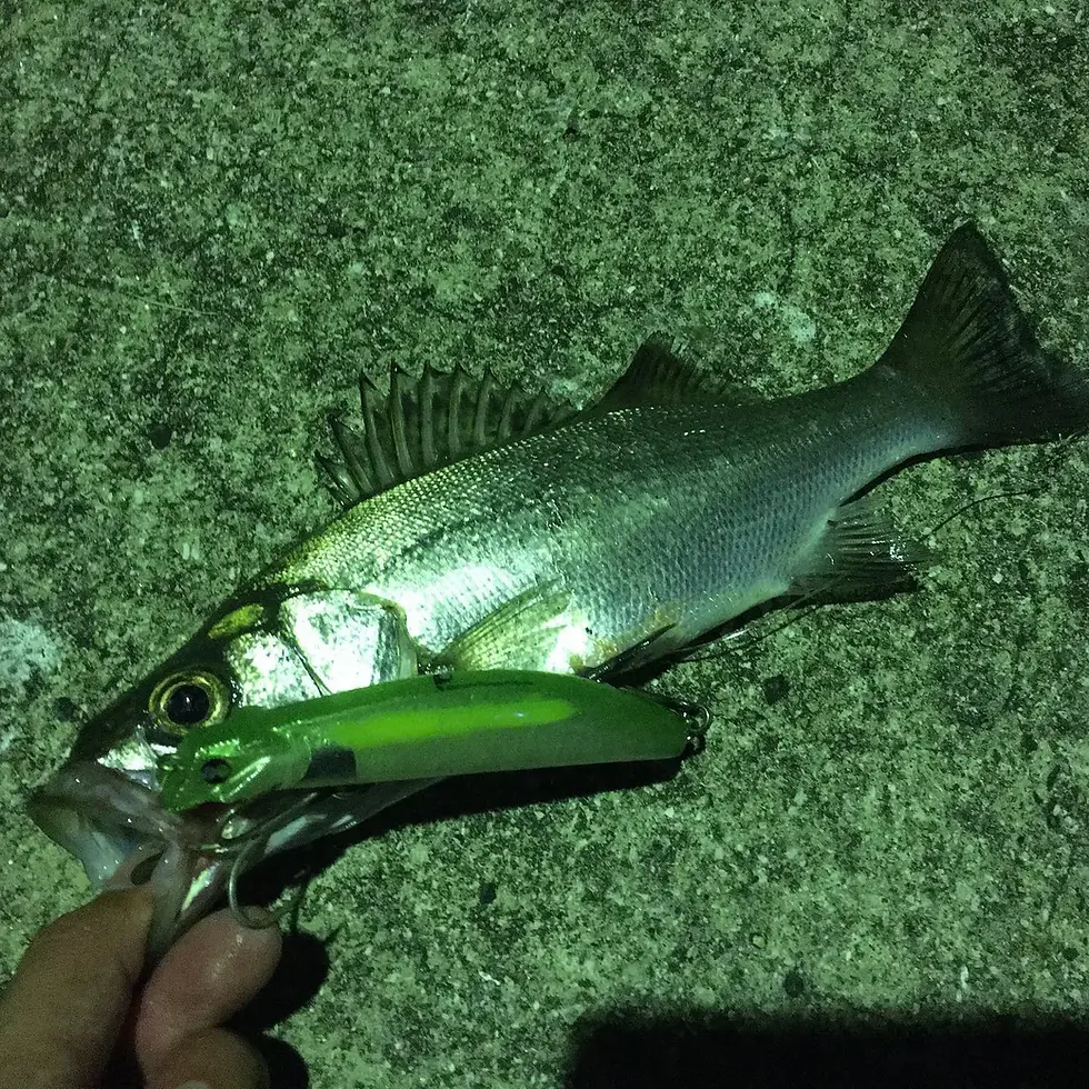 ブレスライドのプロトモデルとヒラスズキ