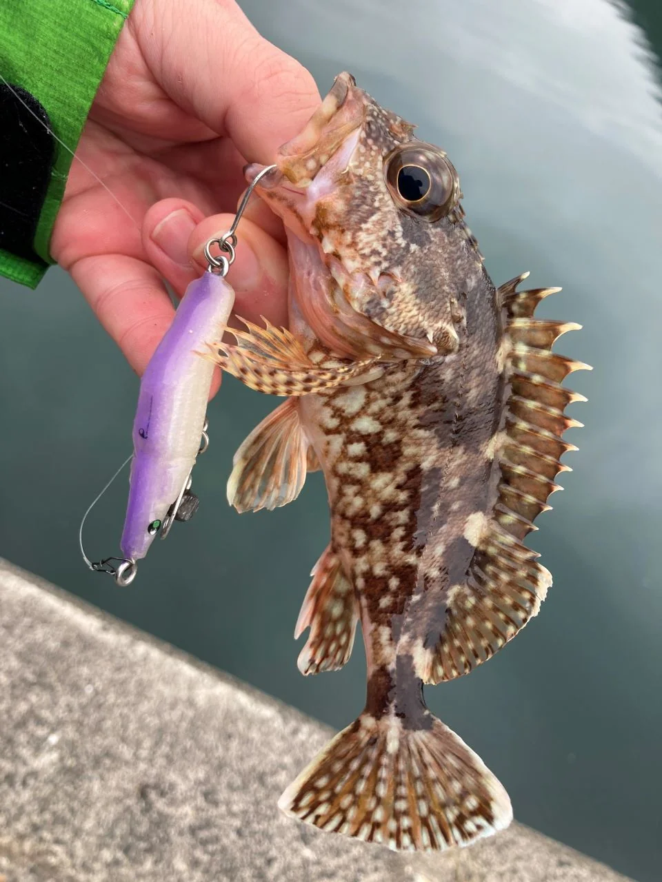 マスタング５５Sで魚を釣る