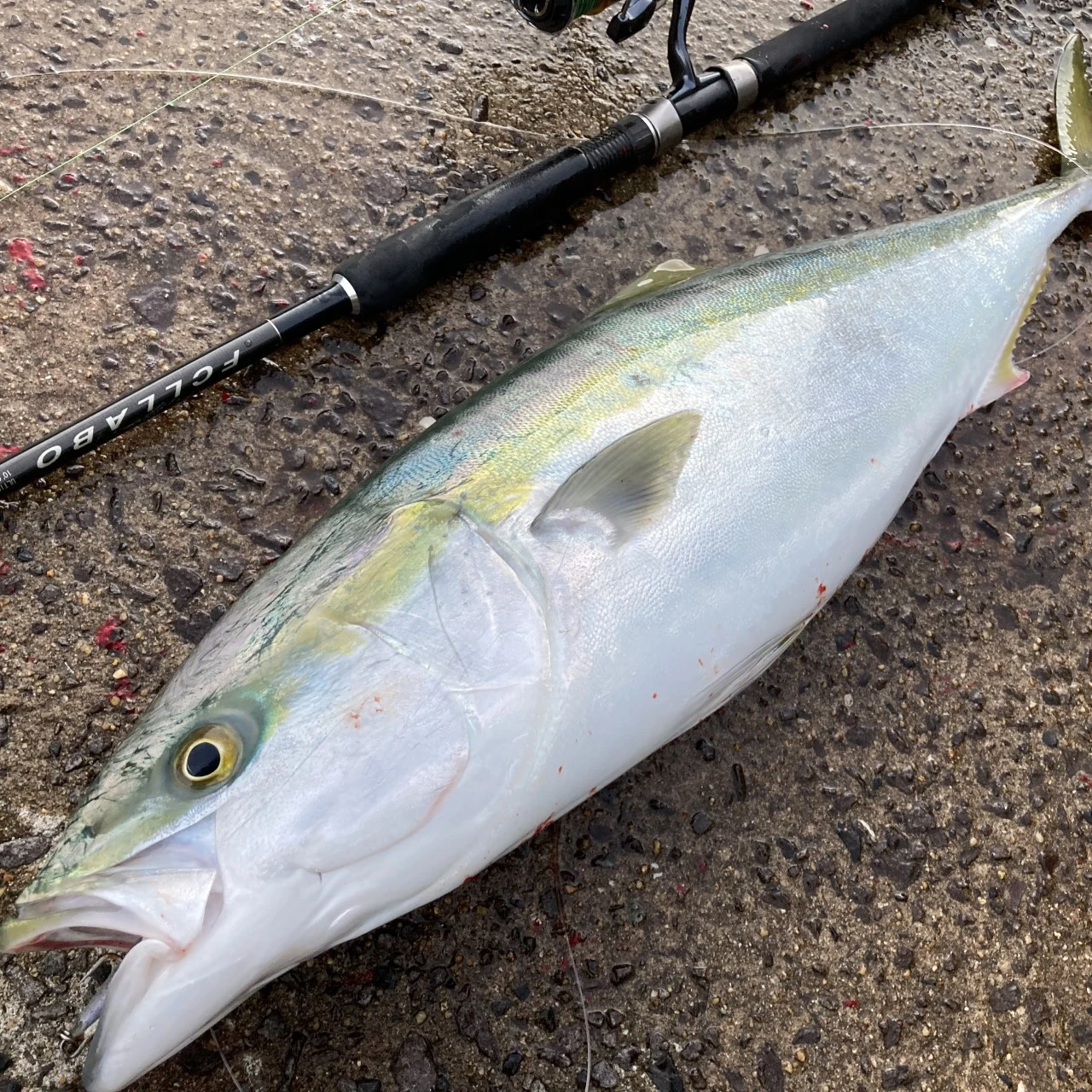 タックルと青物