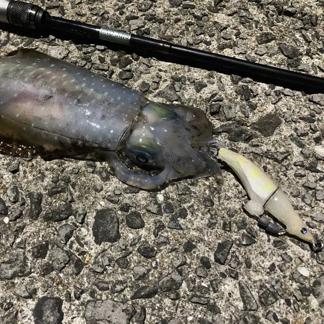 bureidroll90とアオリイカ