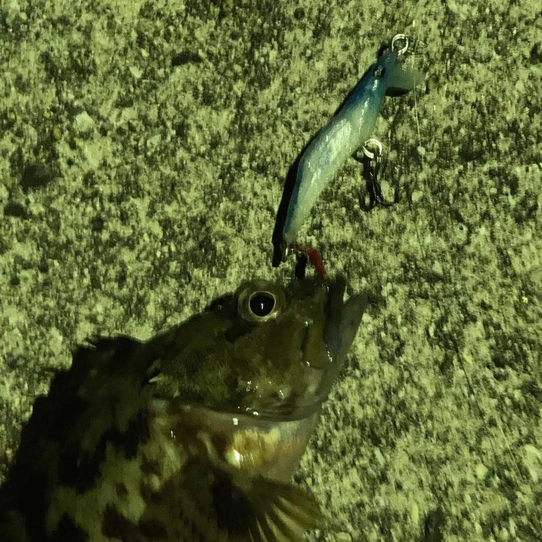 MUSTANPLUG55Sで釣れたカサゴ