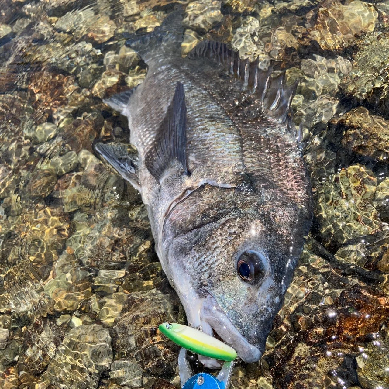 SLIDEWIPER55Sとクロダイ