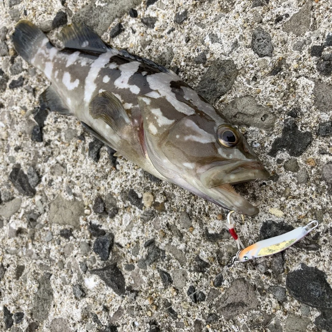 ショアからクエを釣る