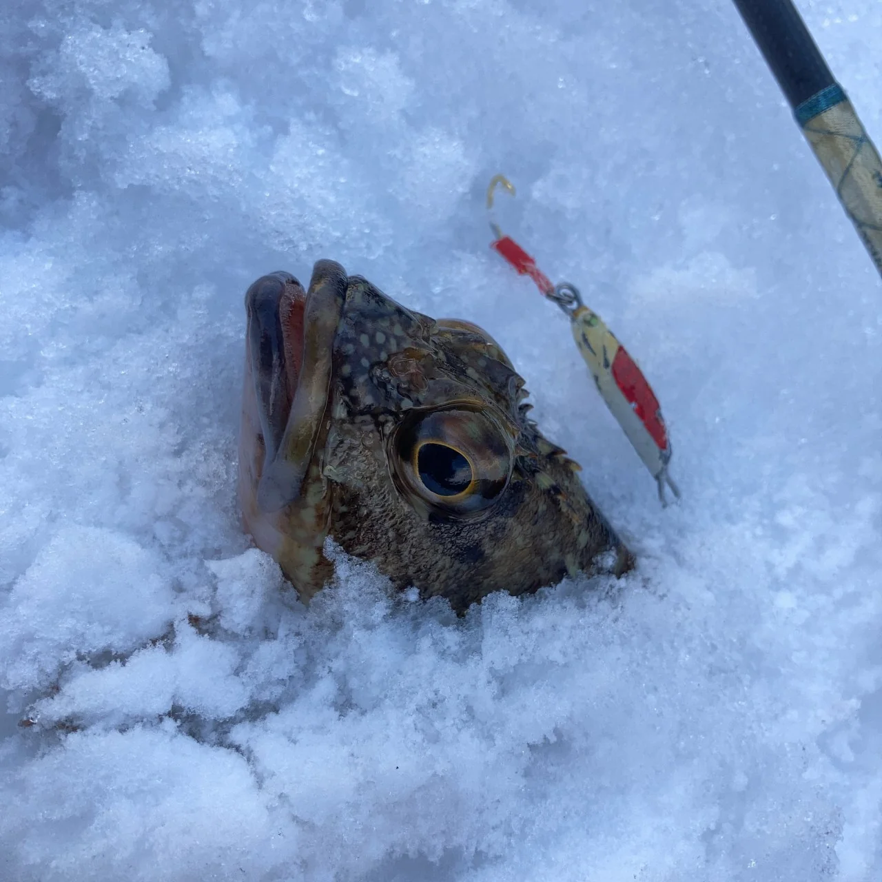 雪に埋もれたカサゴ