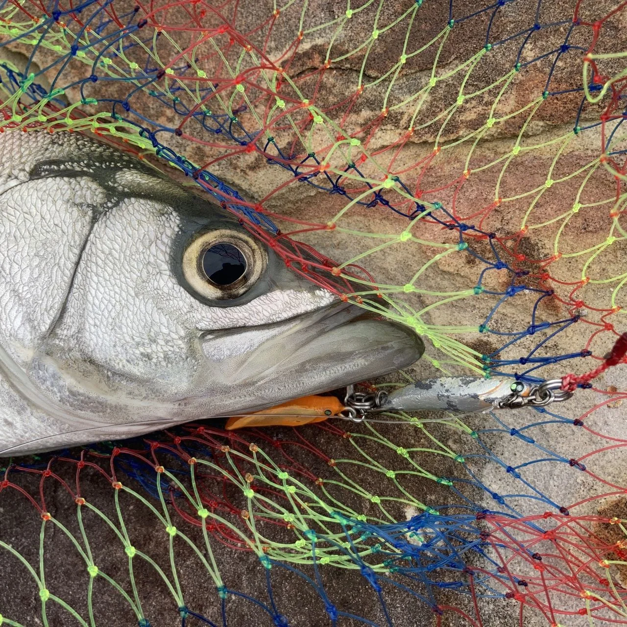 LBBLADE35で釣れたヒラスズキをネットイン