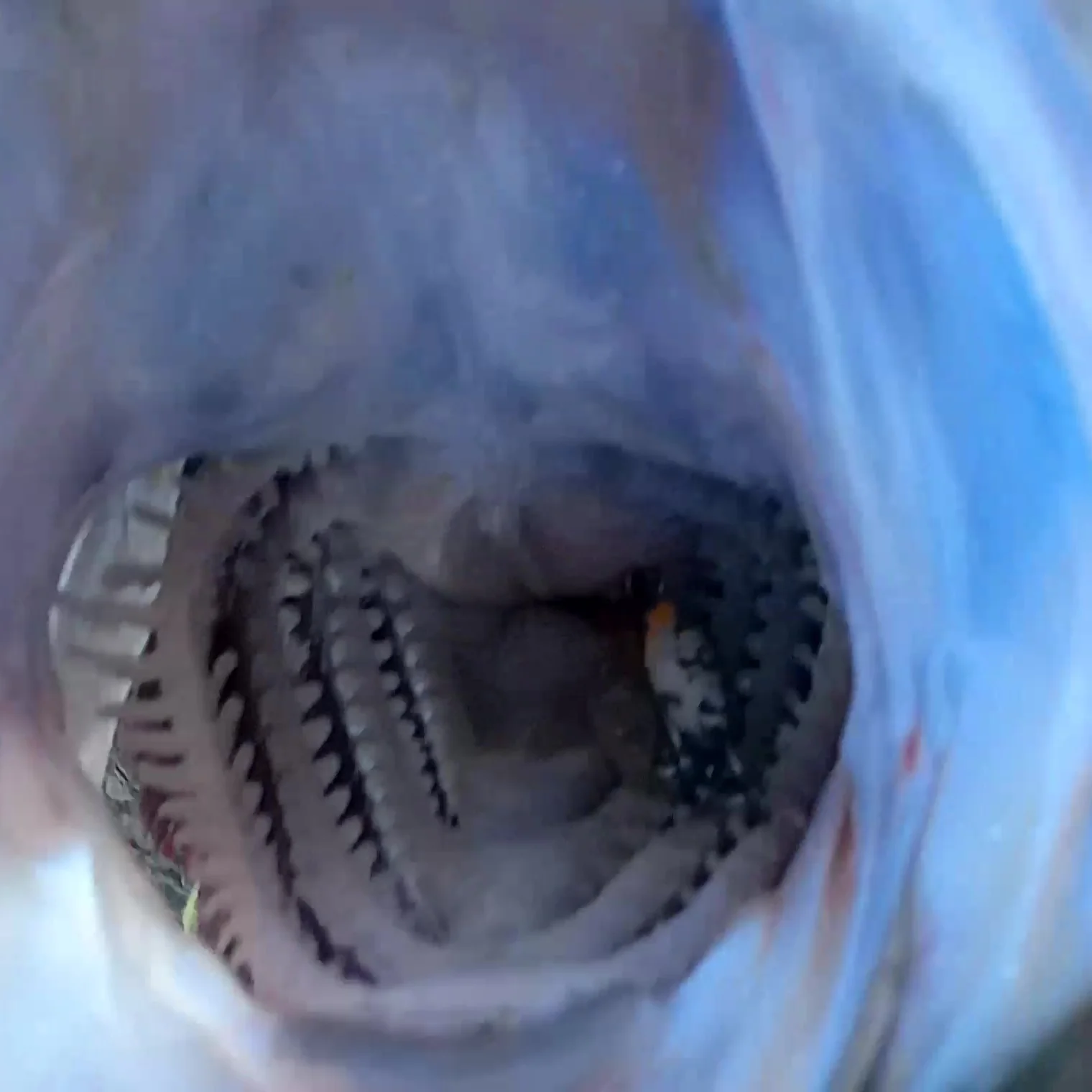 ヒラスズキの口に中に入るルアー