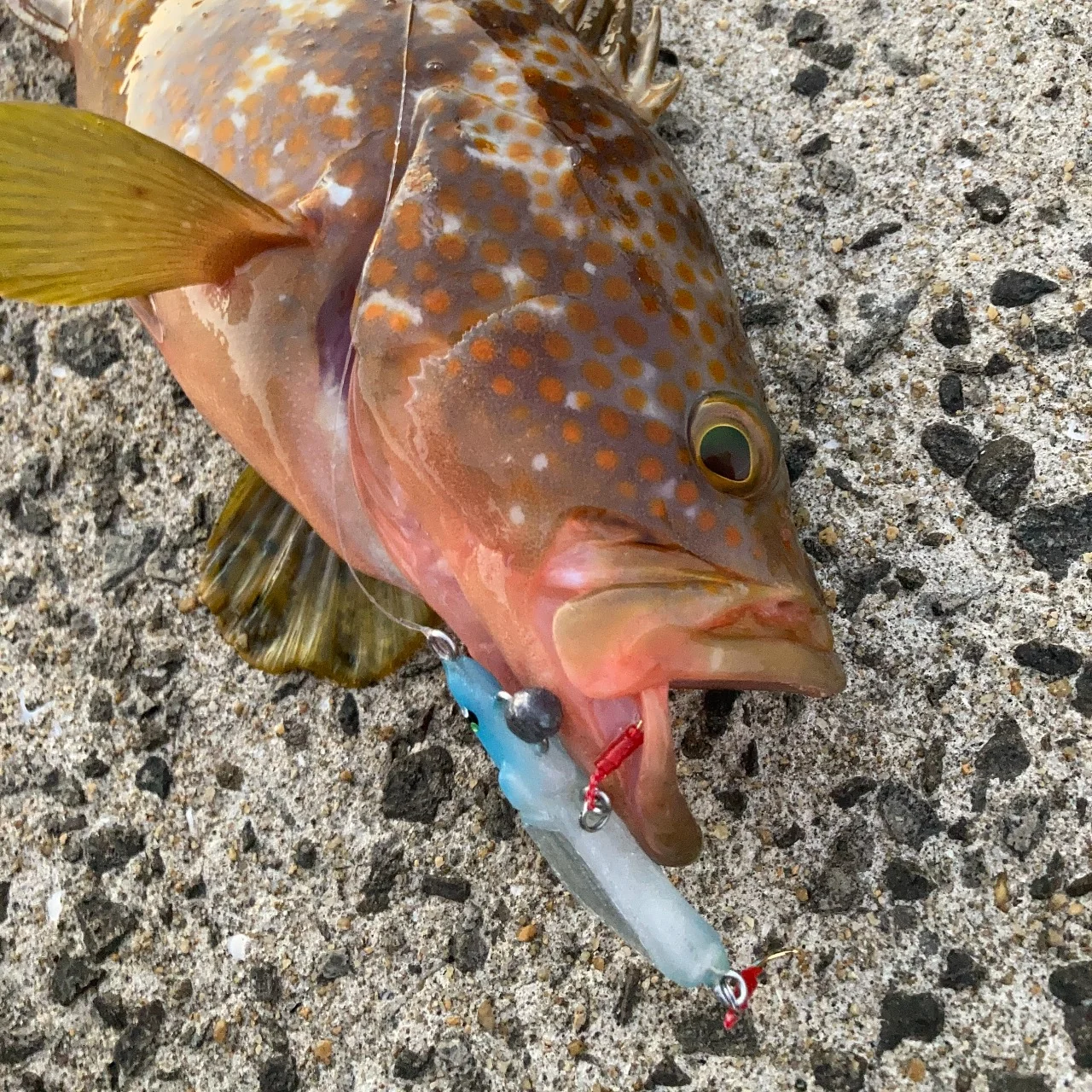 MUSTANG55Sでアコウ（キジハタ）を釣る