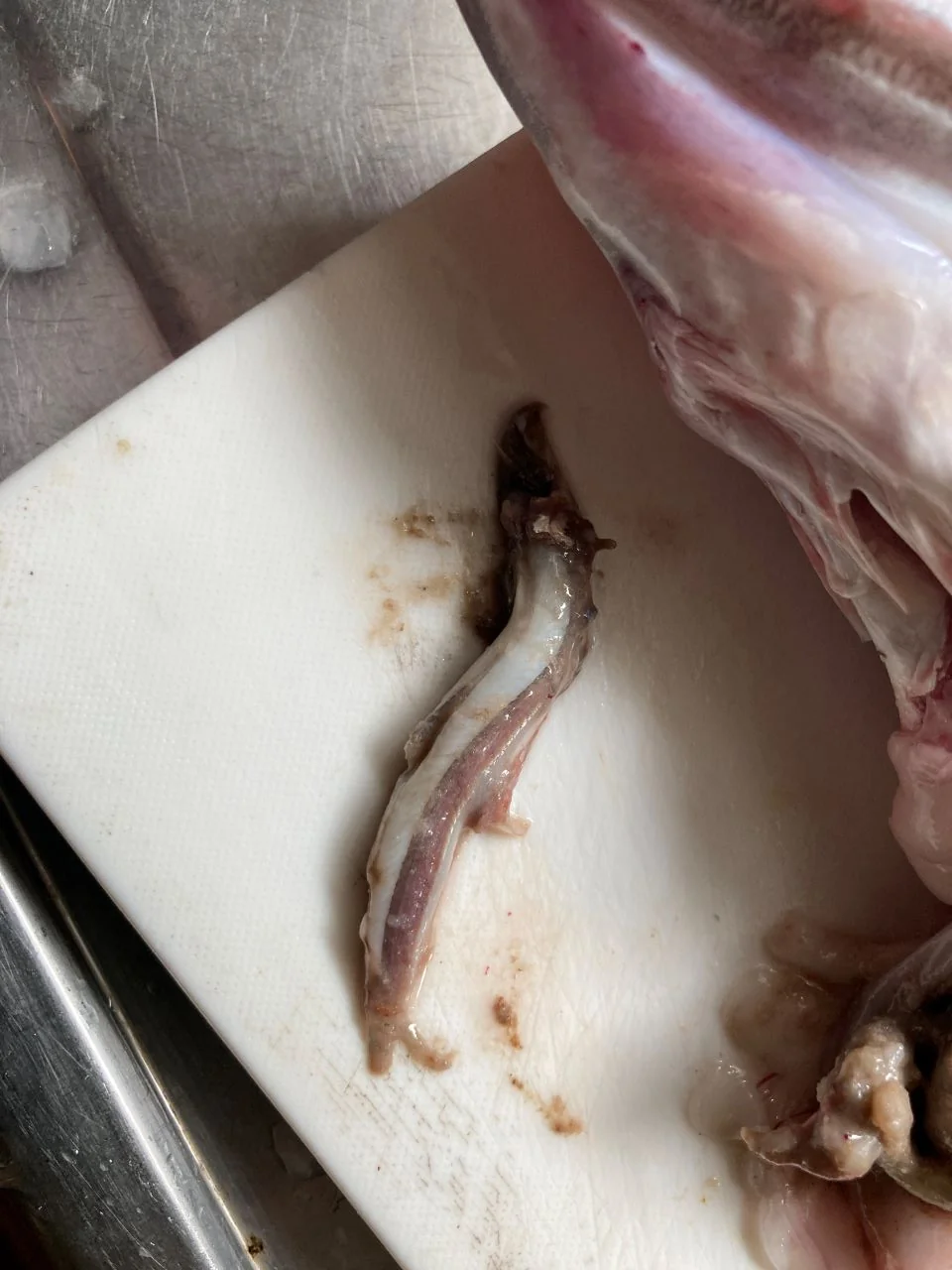 ヒラスズキが食べていたイワシの画像