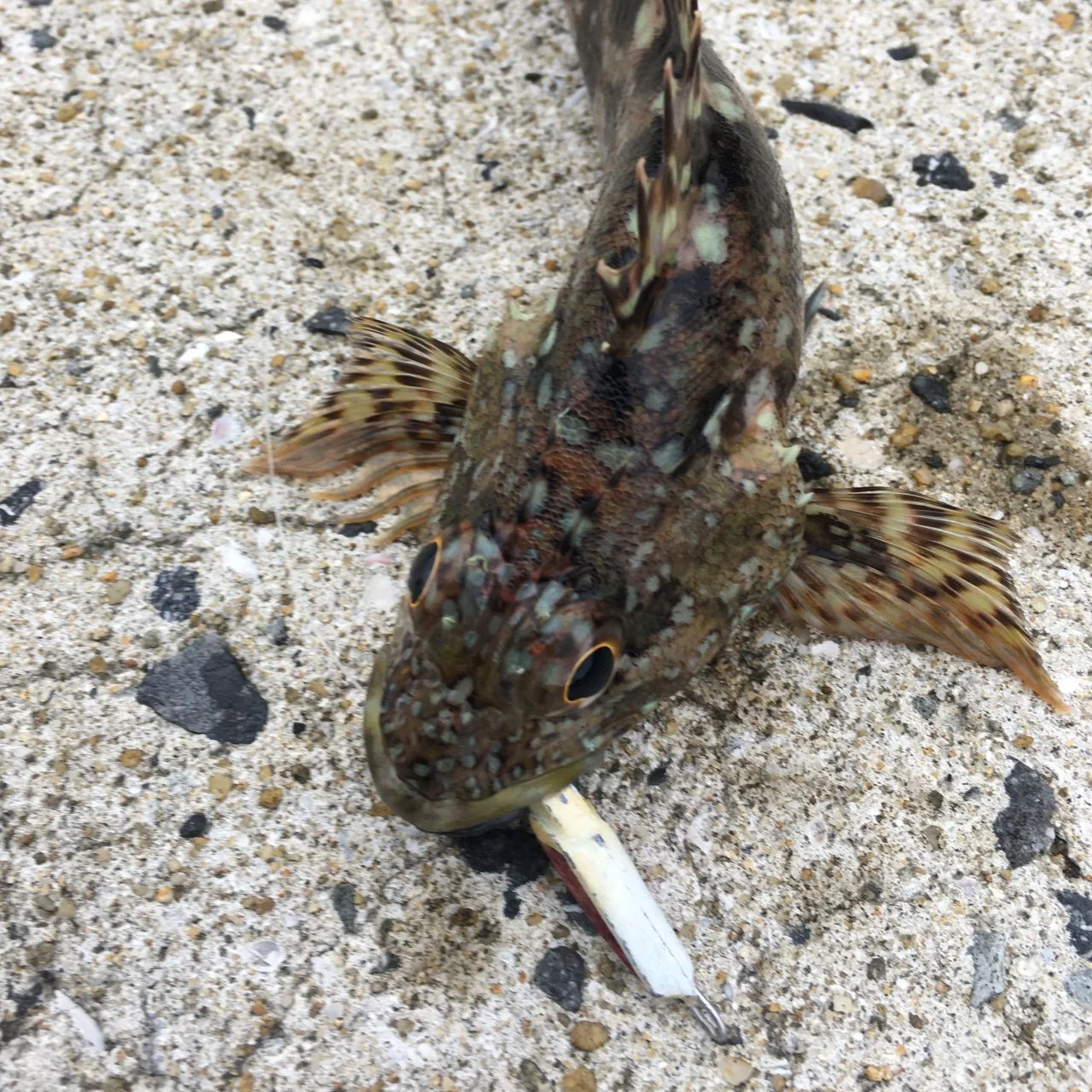 カサゴとメタルトス