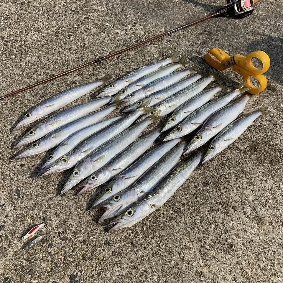 メタルトス９gでカマス🐟の釣果