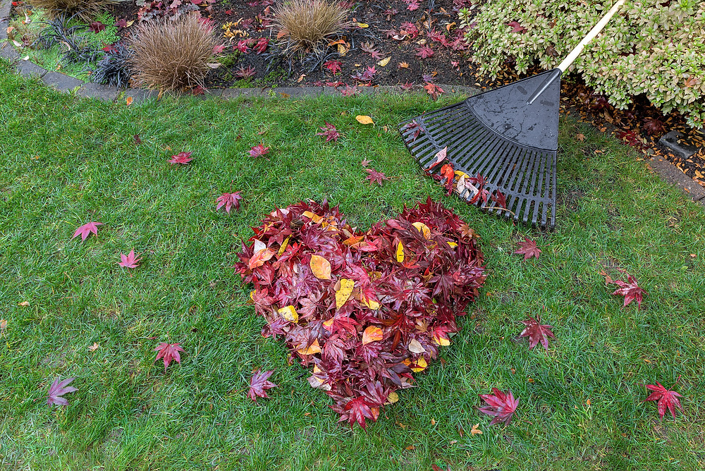 fall leaves, back pain