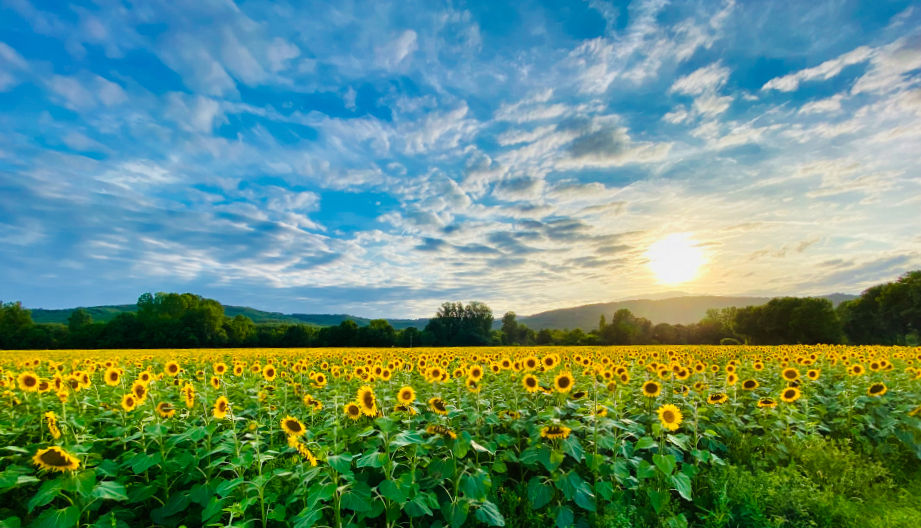 zonnebloemen.jpeg