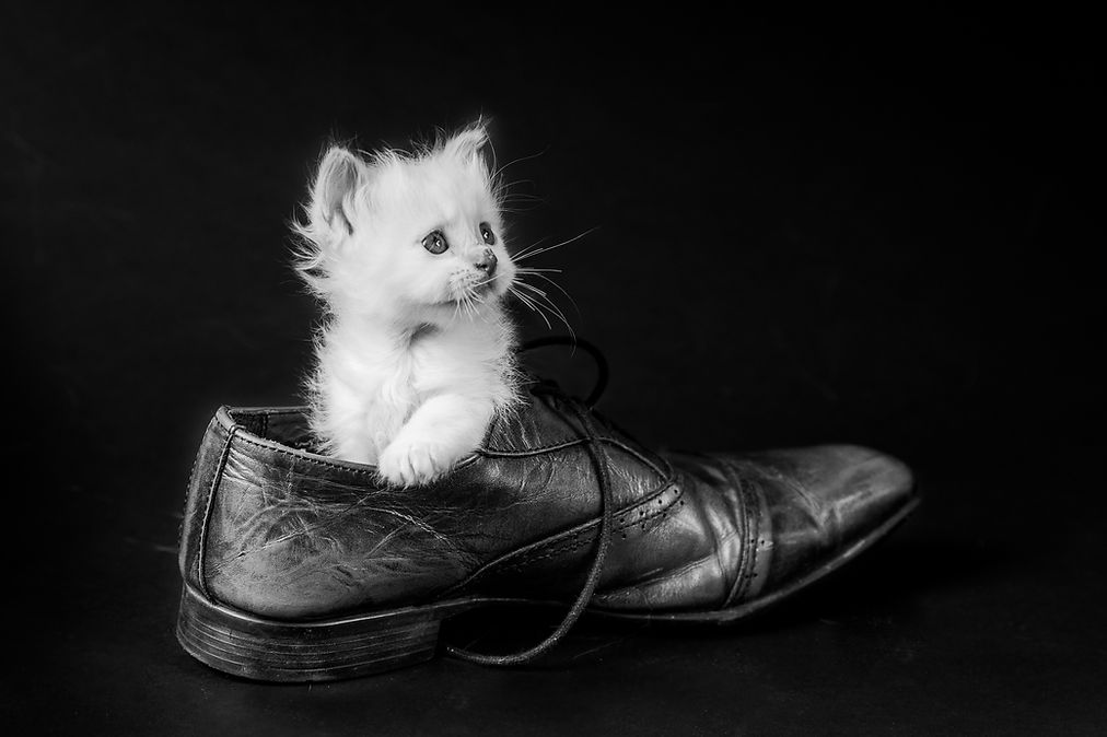 chatons 2020-hd-4.jpg