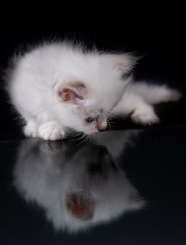 chatons 2020-hd-30.jpg