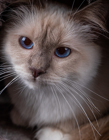 chatons 2019-hd-11.jpg