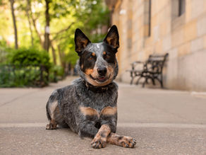 The Journey of My Career as a Pet Photographer