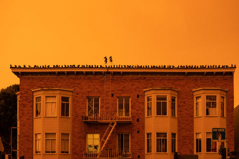 Nico Henderson, San Francisco Photographer, Nico Hend Photography, Nicole Henderson, Nico Hend, All Rights Reserved