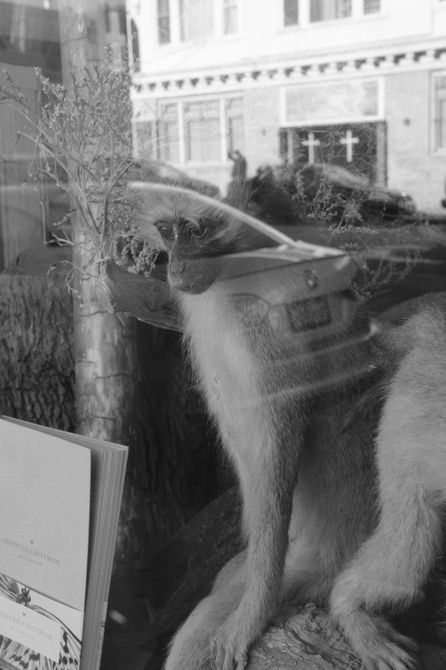 Street photography reflection featuring taxidermy monkey in shop window, San Francisco