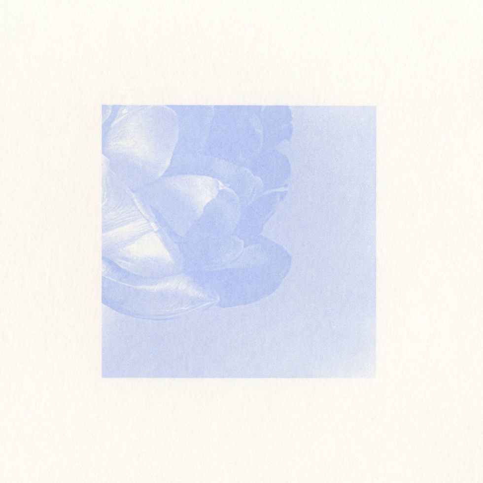 light blue blended screenprint with translucent ink of a tulip flower