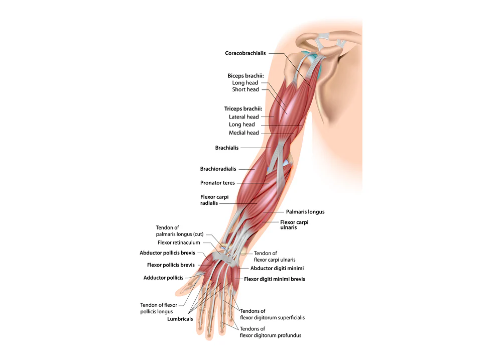 Muscles of the arm
