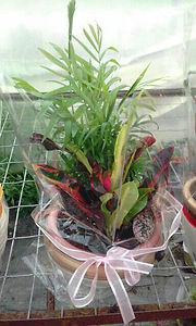 57486367_282311369343429_673907535699037