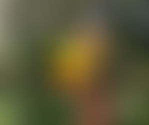 Nayanny Sampaio comemora mais uma primavera em seu haras em Nova Olinda