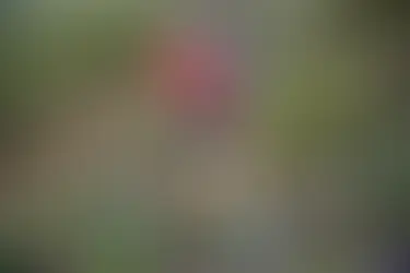 The Mullet Chronicles: Hyner, Hot Pants, and Hell-a-va Time