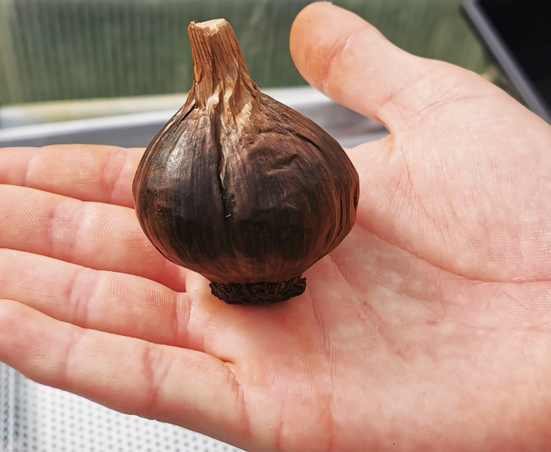 black garlic bulb