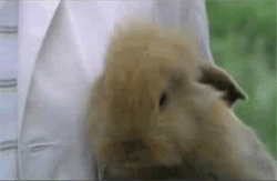 giphy (4).gif
